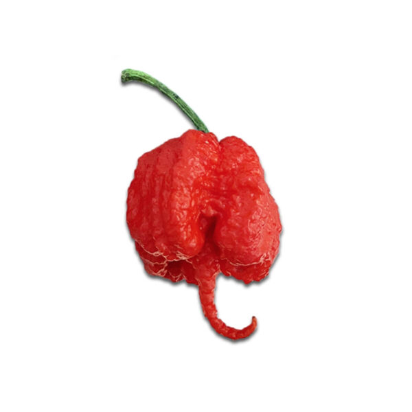 Ají / Chile Carolina Reaper fresco y en semilla