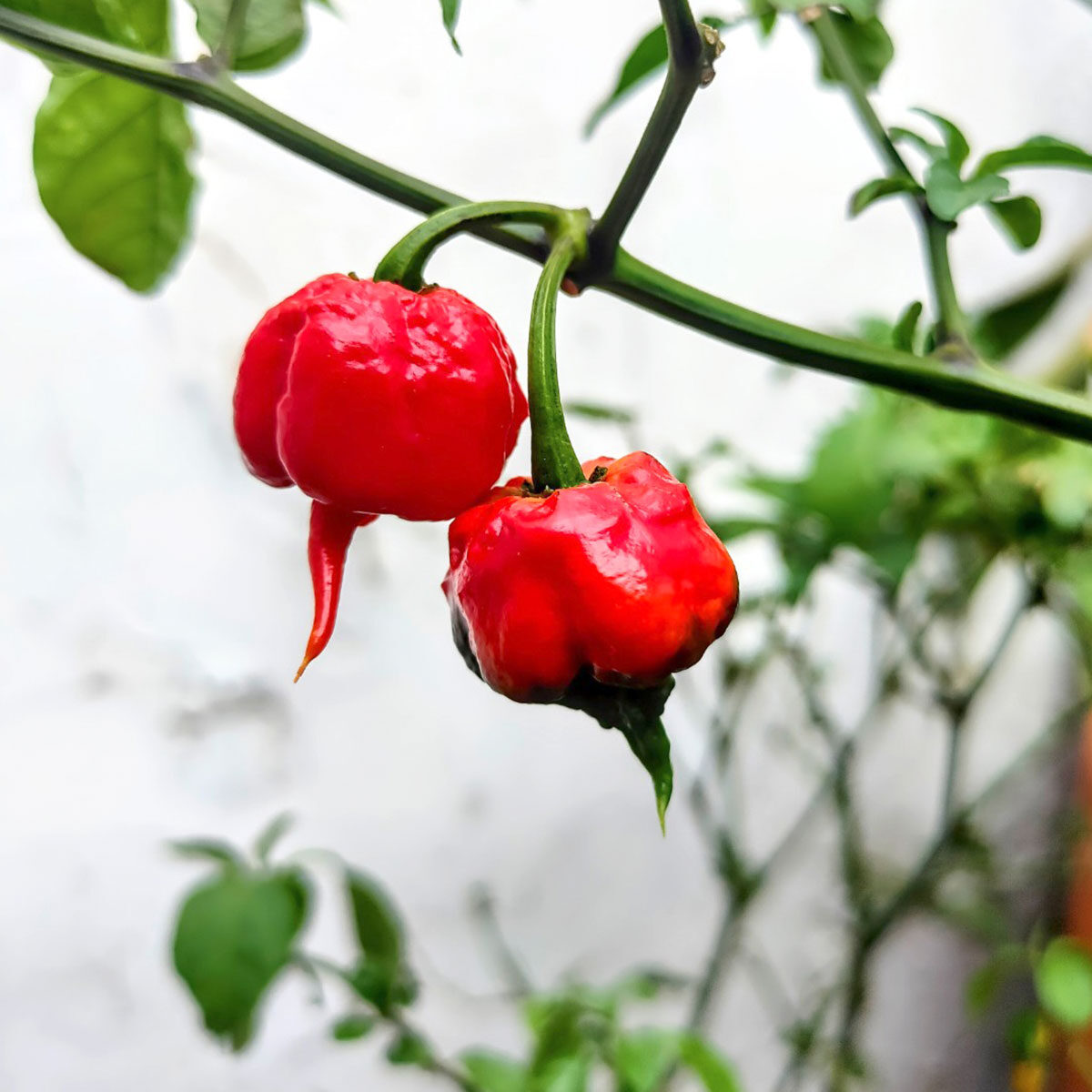 Ají / Chile Carolina Reaper fresco y en semilla