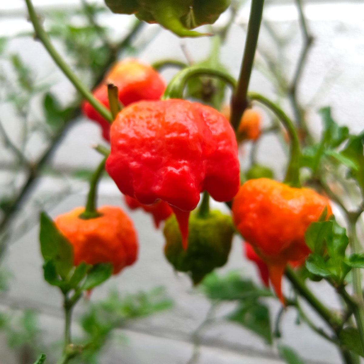 Ají / Chile Carolina Reaper fresco y en semilla