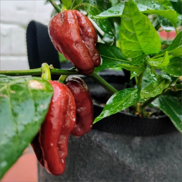 Ají / Chile Chocolate Bhutlah fresco y en semilla