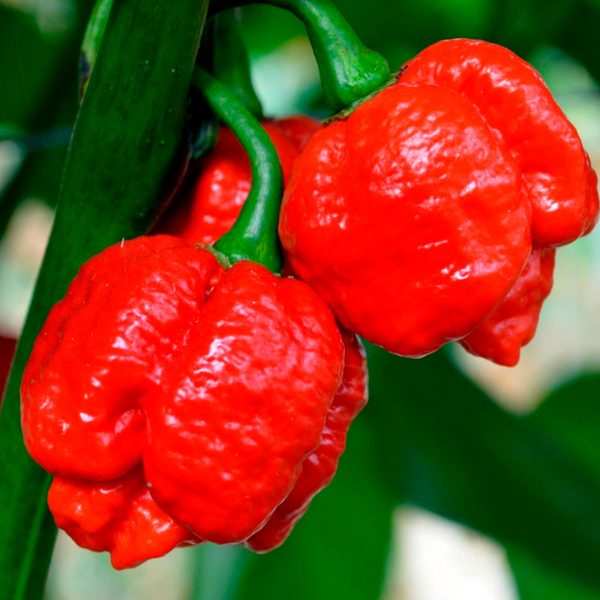 Ají / Chile Trinidad Scorpion fresco y en semilla