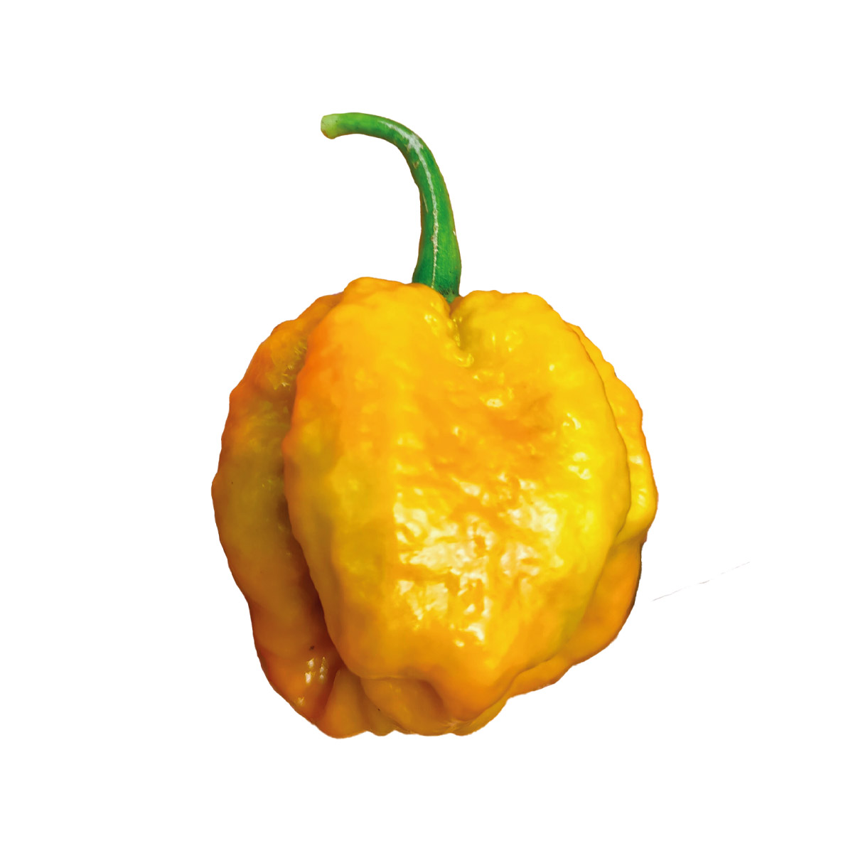 Ají / Chile Carolina Reaper Amarillo fresco y en semilla