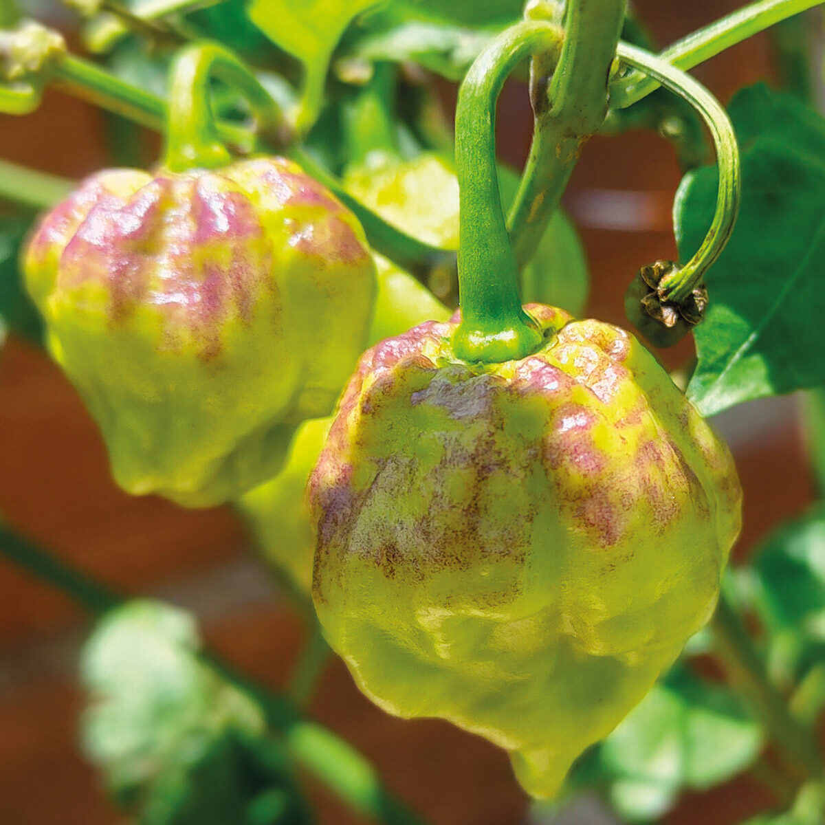 Ají / Chile Carolina Reaper Amarillo fresco y en semilla