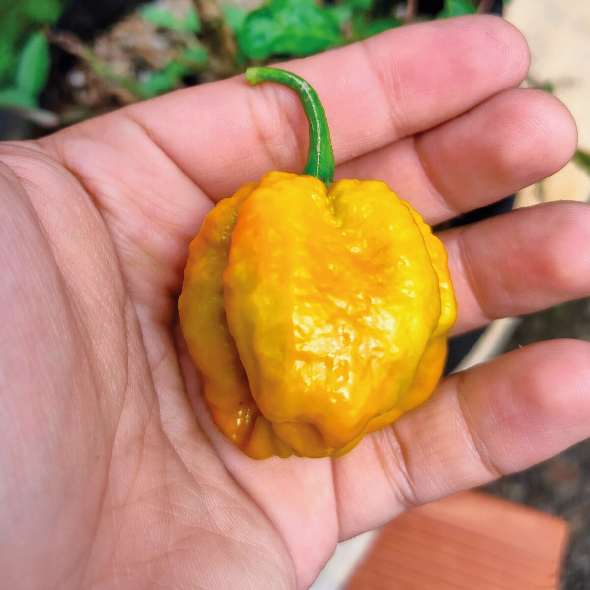 Ají / Chile Carolina Reaper Amarillo fresco y en semilla