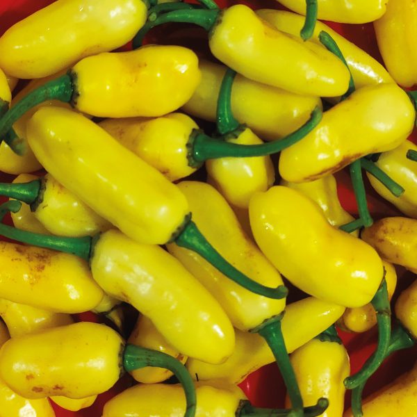 Ají / Chile Bhutlah Irlandés Amarillo fresco y en semilla