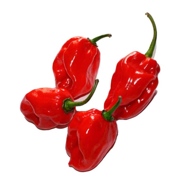 Semillas de Habanero Rojo en Colombia