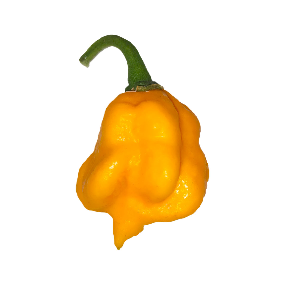 Semillas de chile 7 Pot Primo Amarillo en Colombia