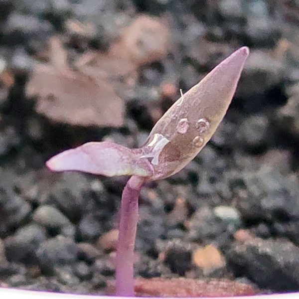 Semillas de ají Tigre Morado en Colombia