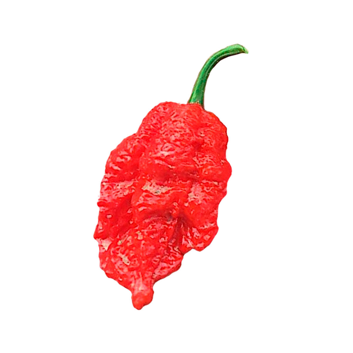 Semillas de chile Bhutlah Rojo en Colombia