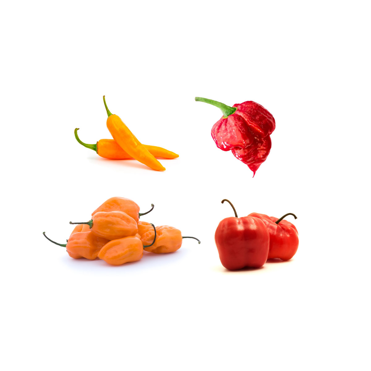 Pack de Semillas de Ají Picante - 4 variedades