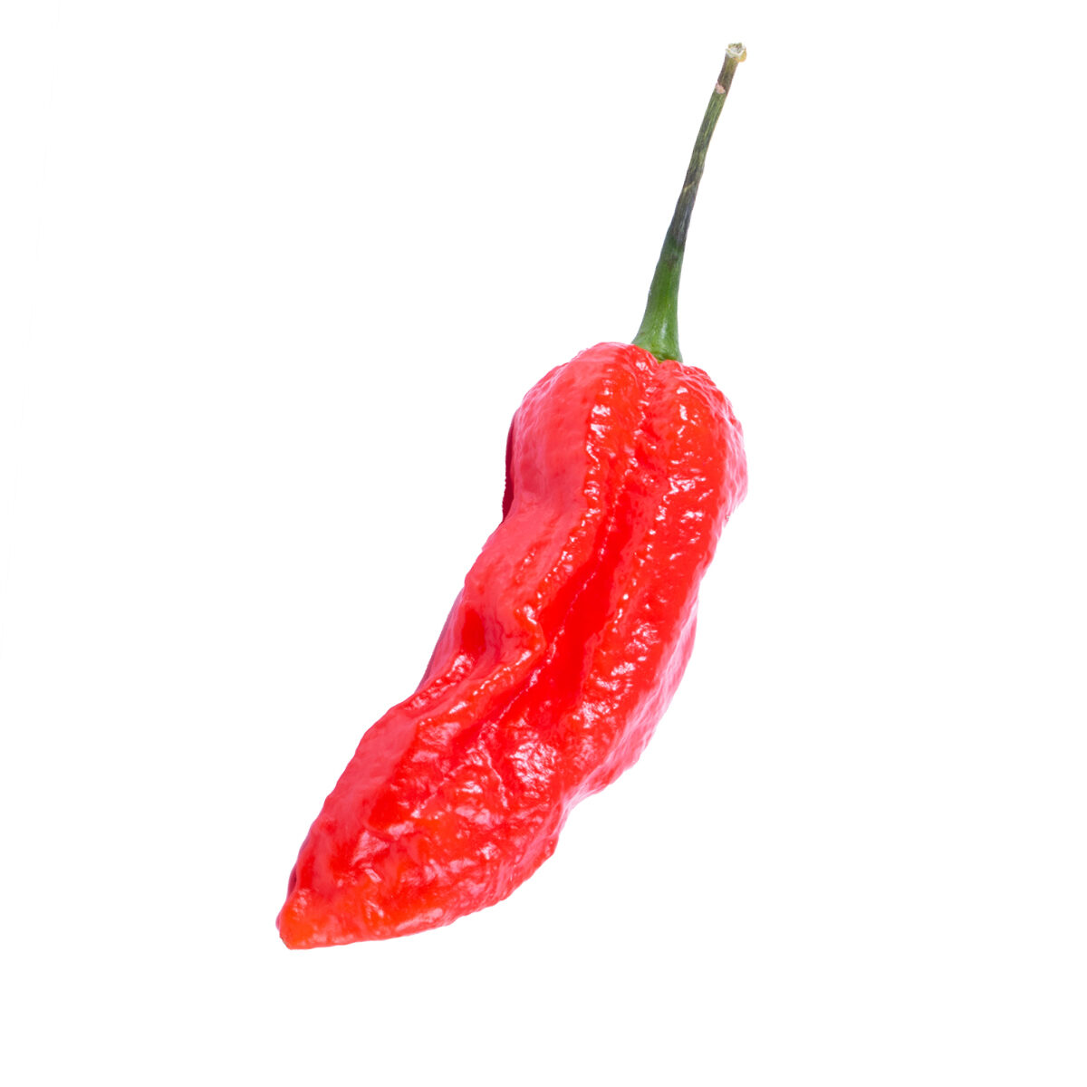 Semillas de chile Bhut Jolokia (Ají Fantasma) en Colombia