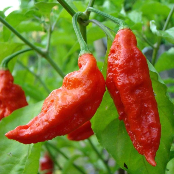 Semillas de chile Bhut Jolokia (Ají Fantasma) en Colombia