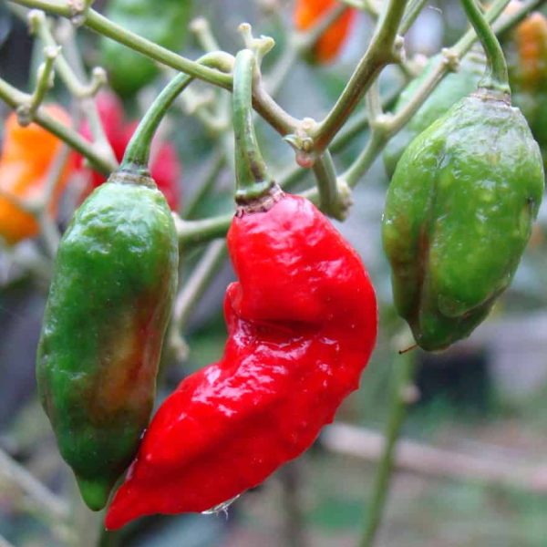Semillas de chile Bhut Jolokia (Ají Fantasma) en Colombia