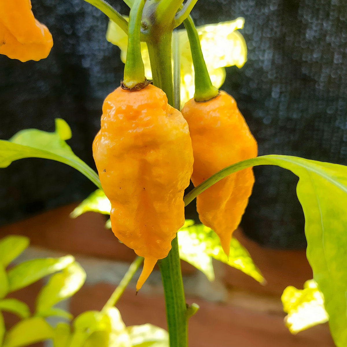 Semillas de chile California Reaper en Colombia