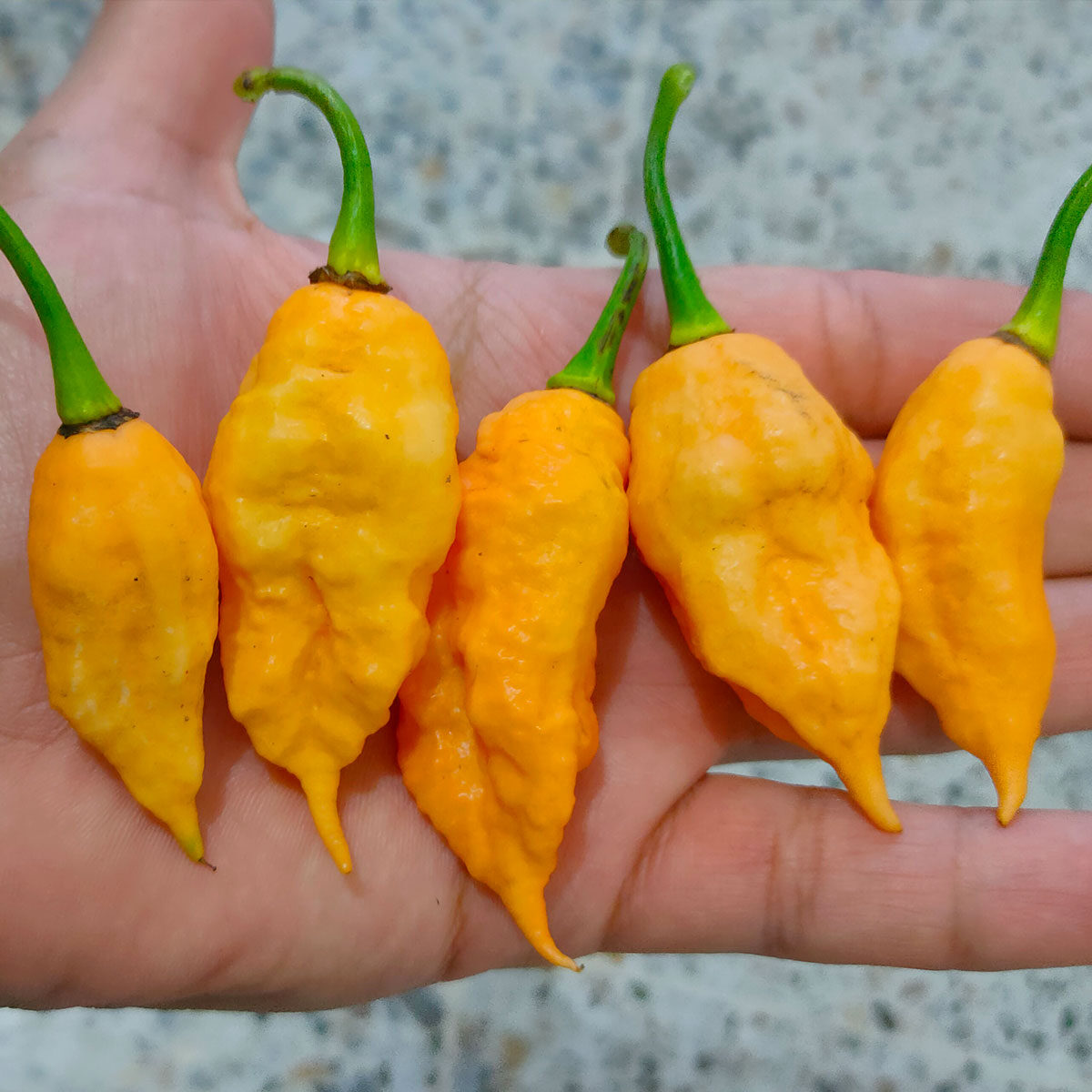 Semillas de chile California Reaper en Colombia