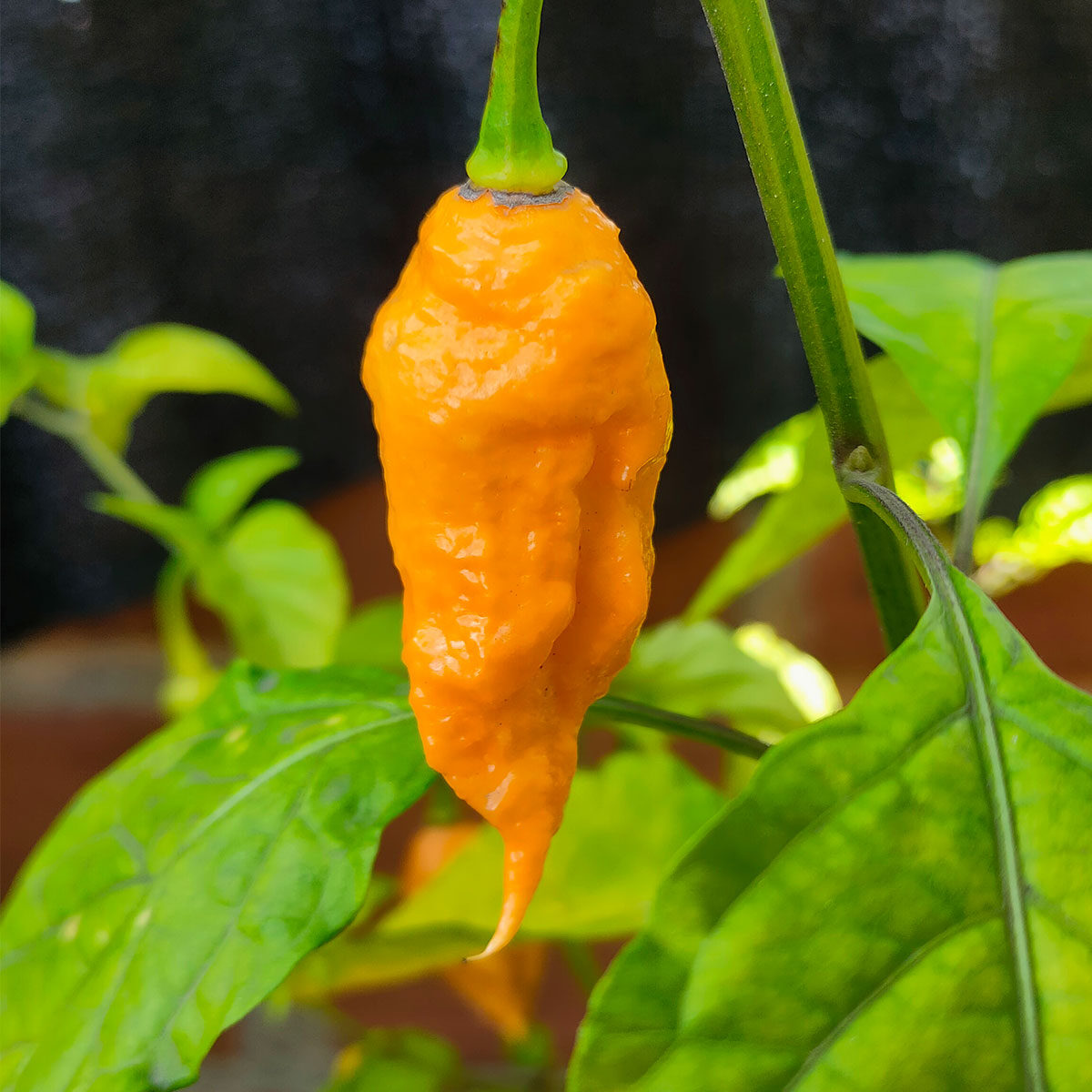 Semillas de chile California Reaper en Colombia