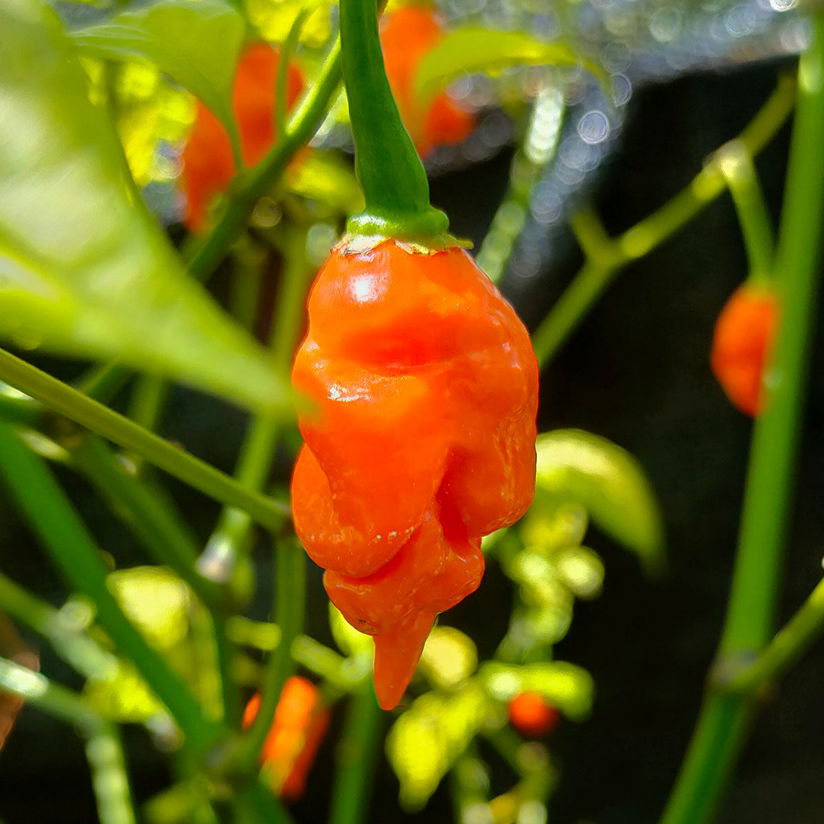 Semillas de chile Escorpión de Cola Larga Naranja en Colombia