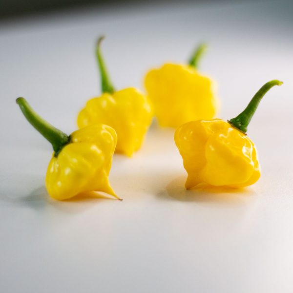 Semillas de Lemon Starrburst (de Khang Starr) en Colombia