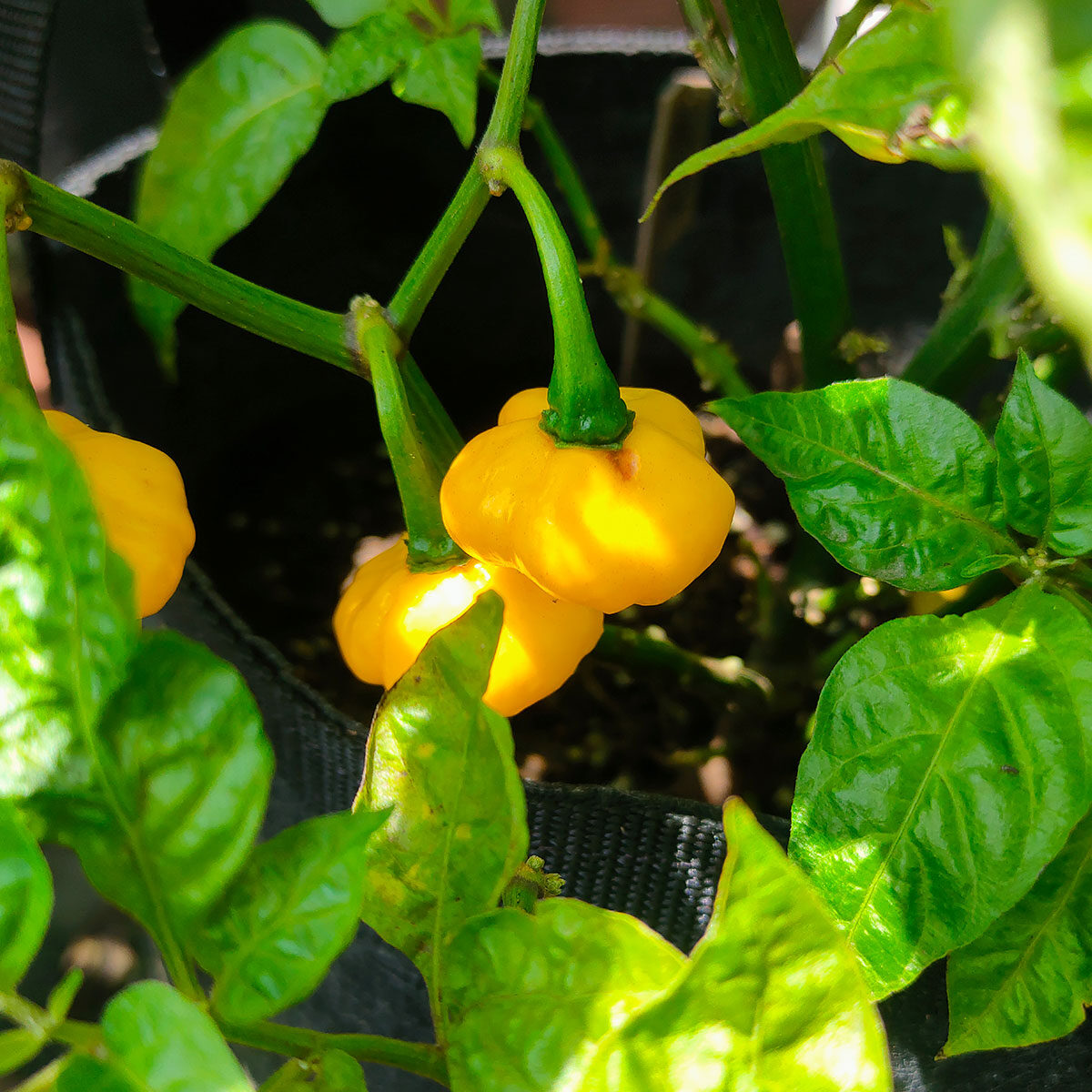 Semillas de Lemon Starrburst (de Khang Starr) en Colombia