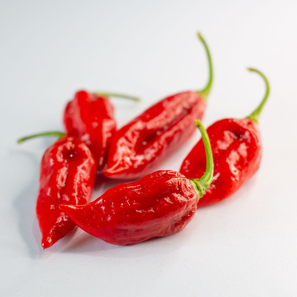 Semillas de chile Naga Morich en Colombia