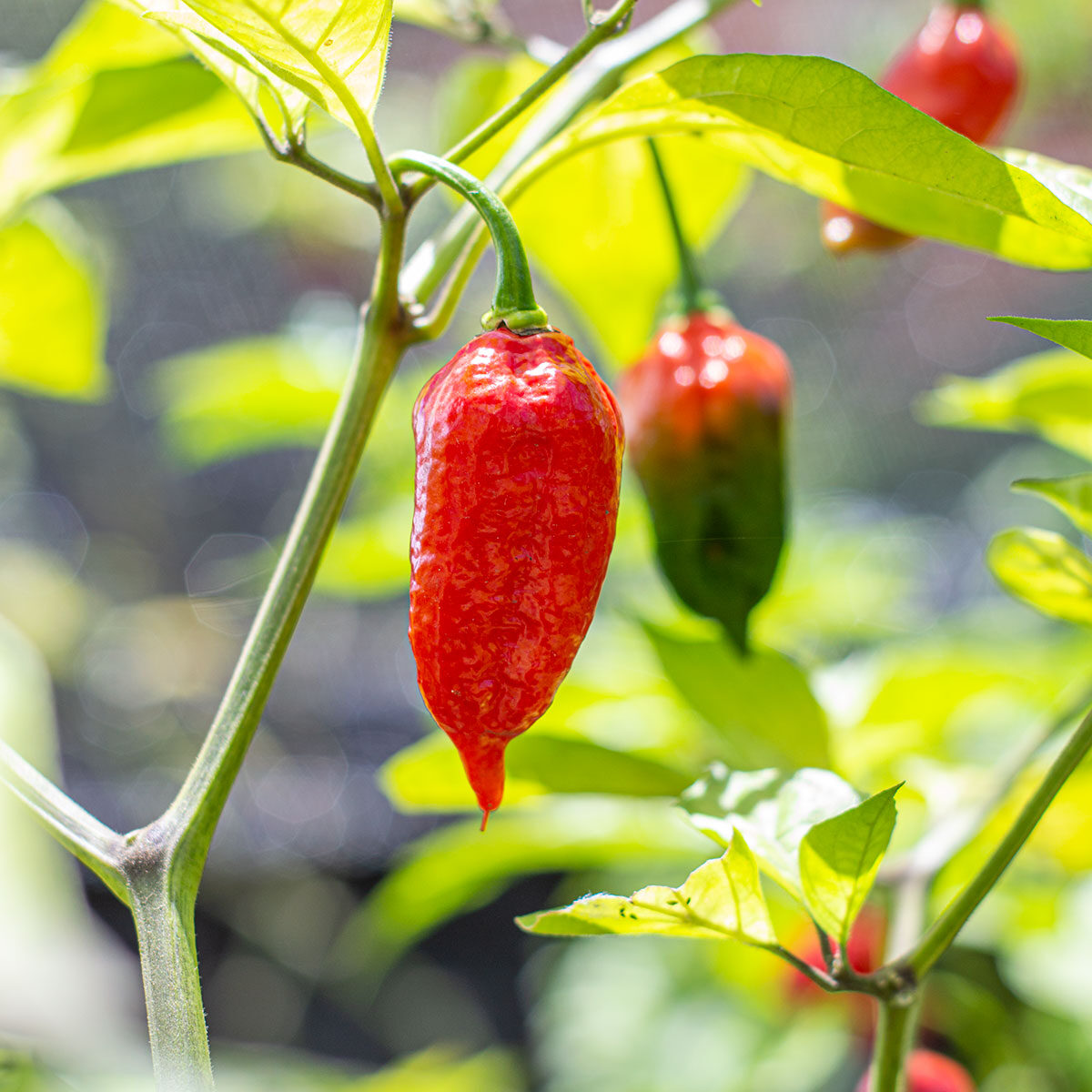 Semillas de chile Naga Morich en Colombia