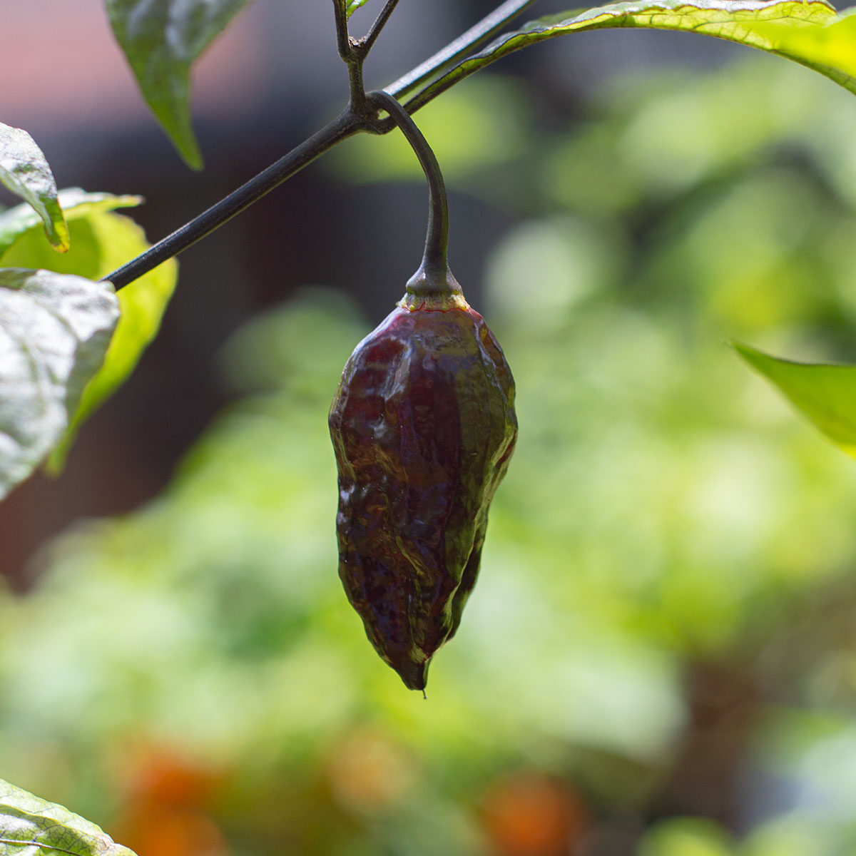 Semillas de chile Naga Viper Morada en Colombia