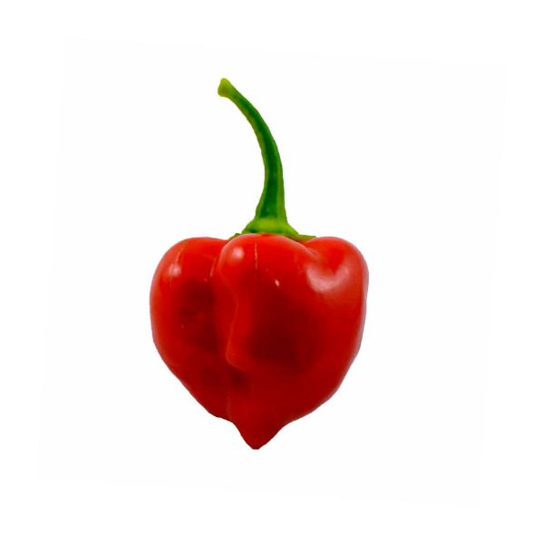 Semillas de chile Habanero Savina Roja en Colombia