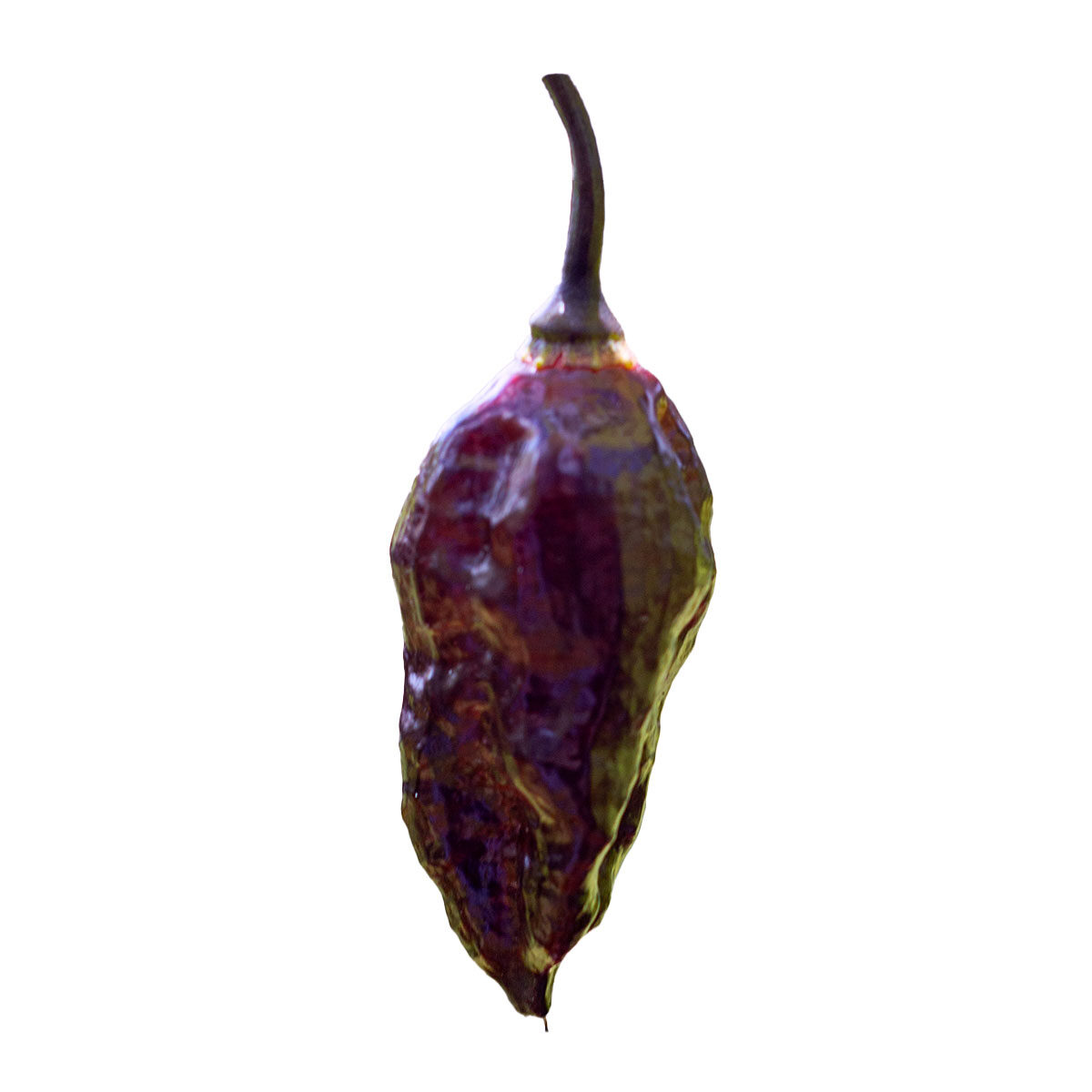 Semillas de chile Naga Viper Morada en Colombia