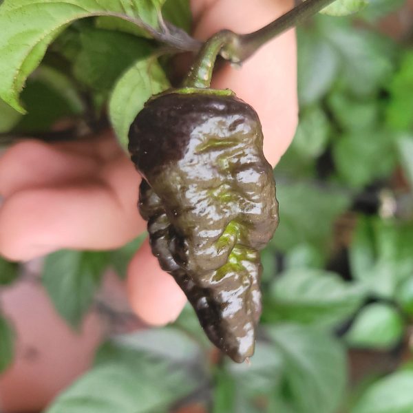 Semillas de Leopard Reaper