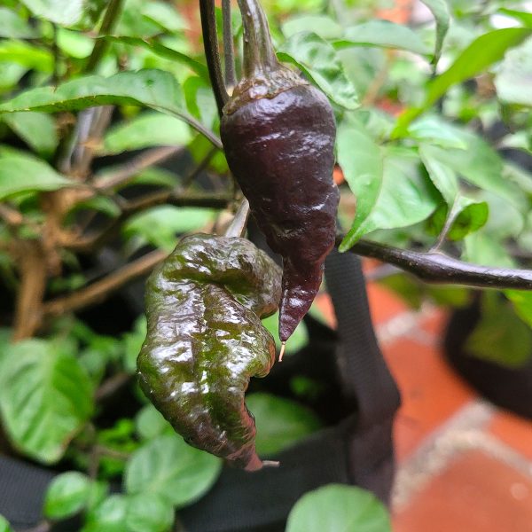 Semillas de Leopard Reaper
