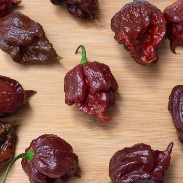 Semillas de Carolina Reaper Chocolate