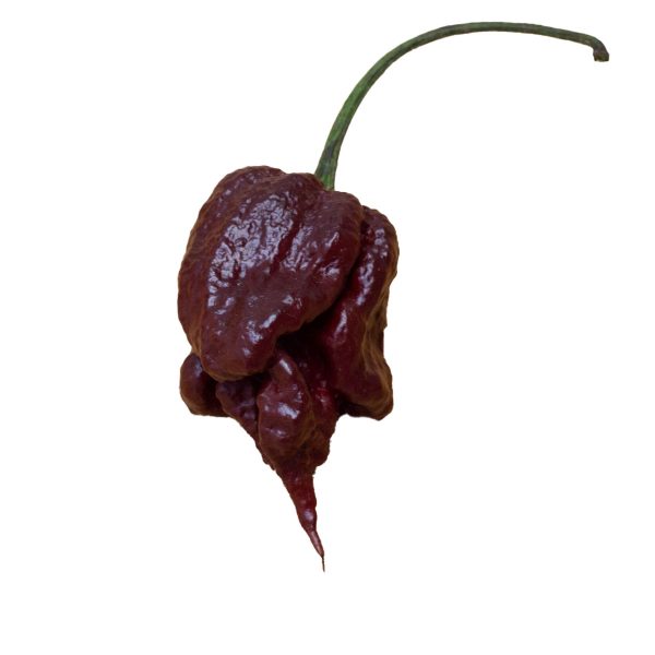 Semillas de Carolina Reaper Chocolate