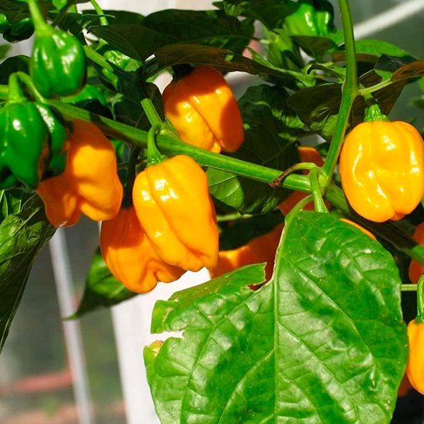 Semillas de Chile Habanero Amarillo en Colombia