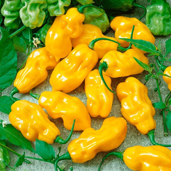 Semillas de Chile Habanero Amarillo en Colombia