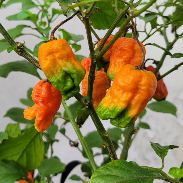 Semillas de Ají Naga Boom en Colombia