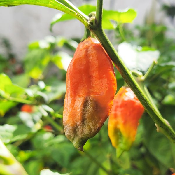 Semillas de Ají Naga Boom en Colombia