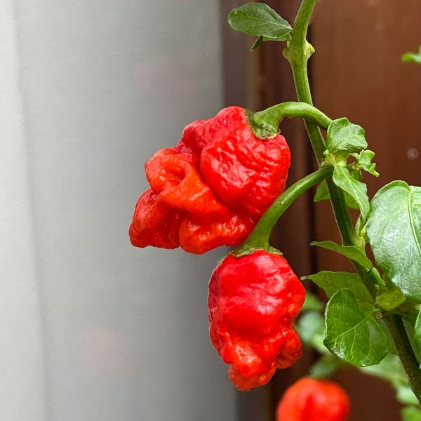 Semillas de Ají Naga Boom en Colombia