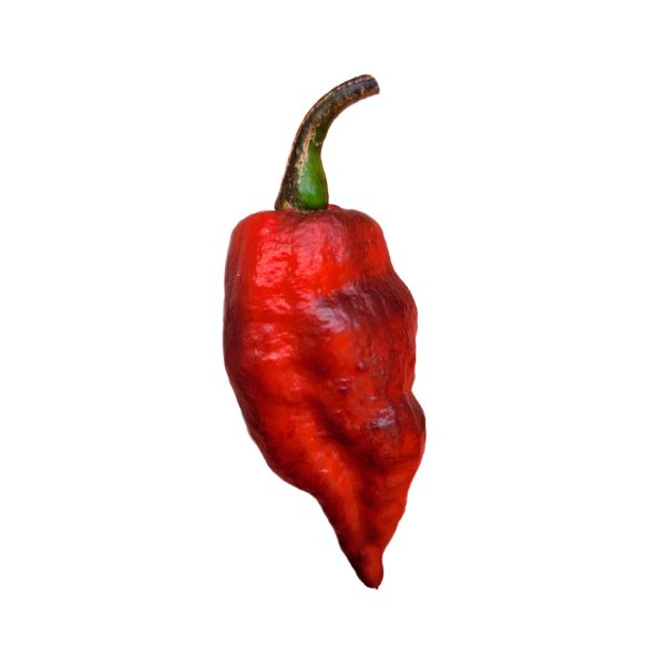 Semillas de Ají BBG 7 Pot MAMP Morado