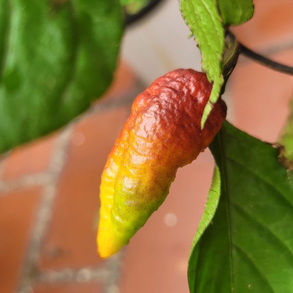 Semillas de Ají BBG 7 Pot MAMP Morado