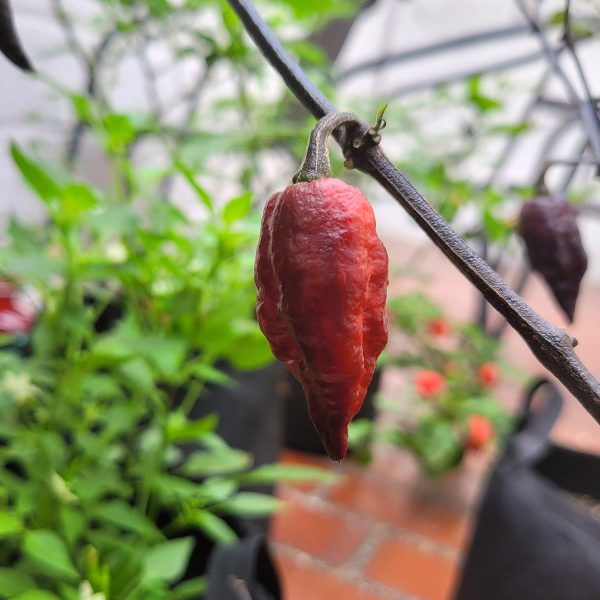 Semillas de Chile BBG 7 Pot MAMP Morado