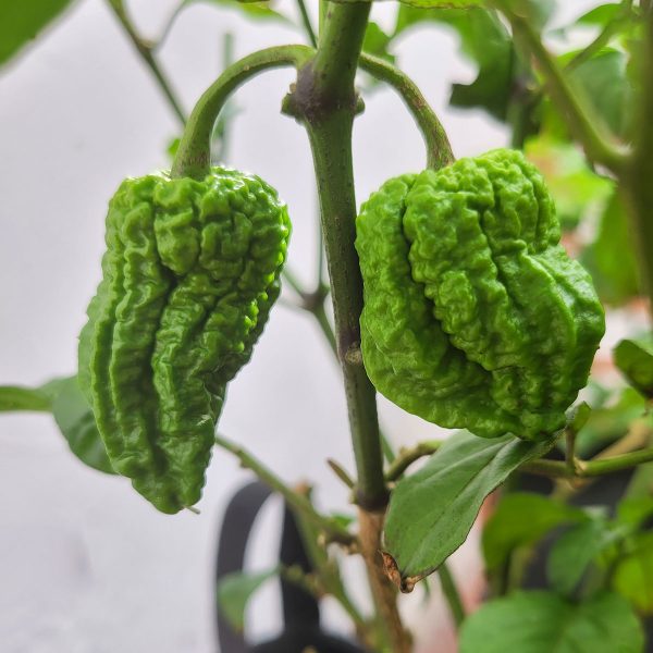 Semillas de Chile Grano de Café - Ají creado en Colombia