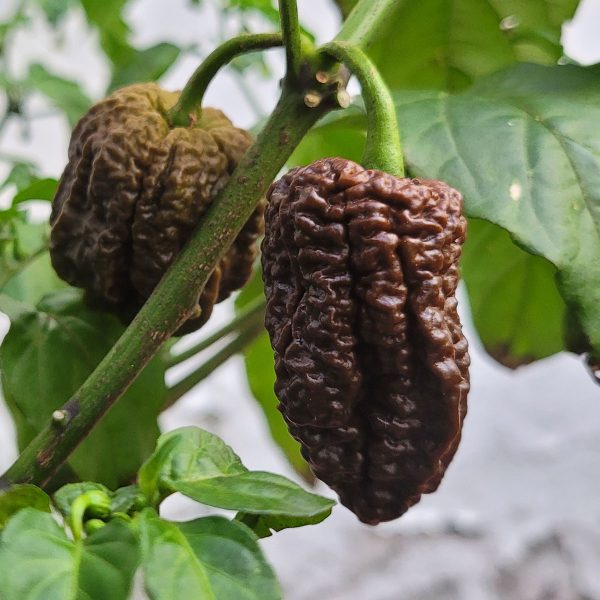 Semillas de Chile Grano de Café - Original de Mundo Scoville