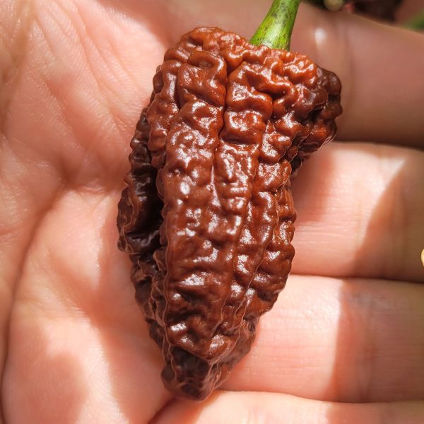 Semillas de Ají Grano de Café