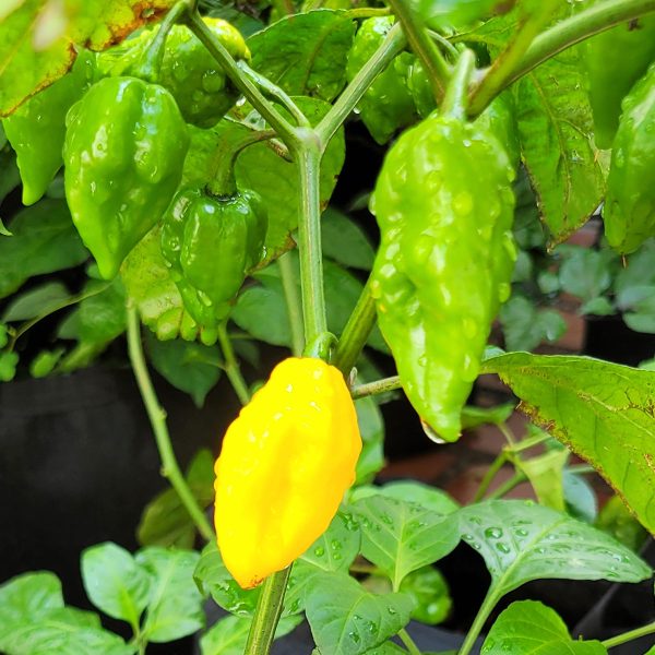 Semillas de Ají Naga Amarillo