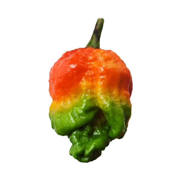 Semillas de Ají Naga Boom en Colombia