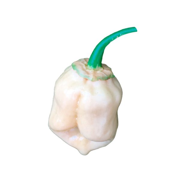 Semillas de Ají 7 Pot BBG Blanco