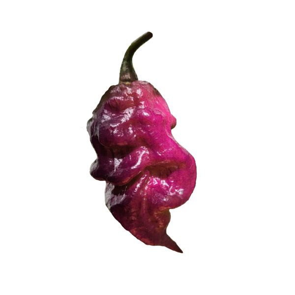 Semillas de Chile Reaper de Cola Escarlata (Jay's x Pink x Reaper)