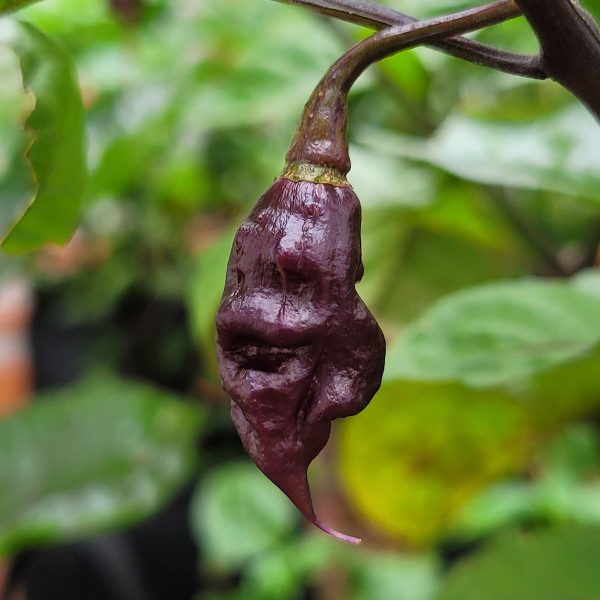 Semillas de Chile Reaper de Cola Escarlata (Jay's x Pink x Reaper)