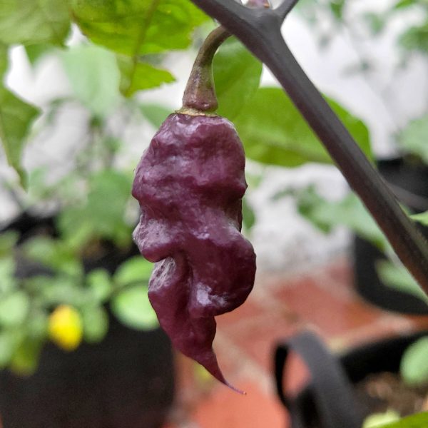 Semillas de Chile Reaper de Cola Escarlata (Jay's x Pink x Reaper)