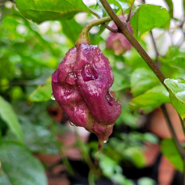 Semillas de Chile Reaper de Cola Escarlata (Jay's x Pink x Reaper)